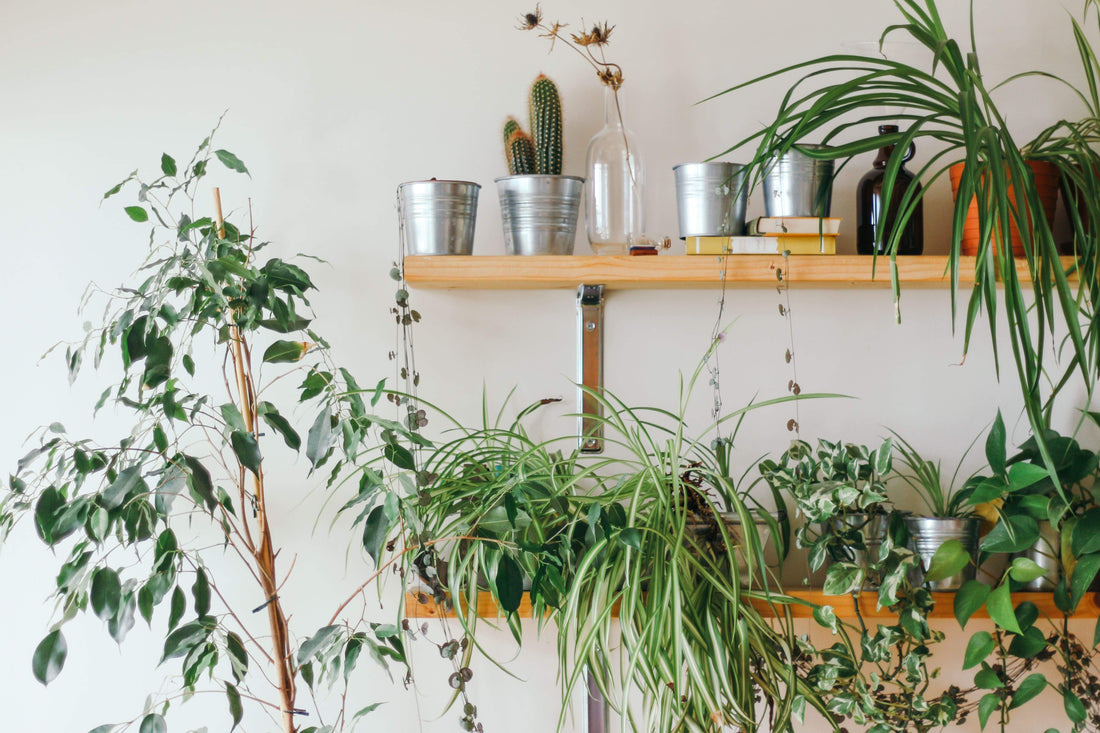period-plants